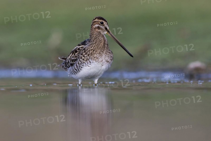 Common Snipe