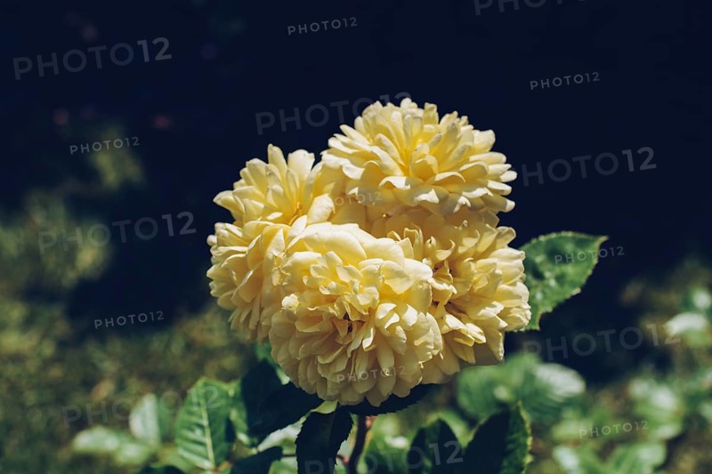 Blooming beautiful bunch of roses in spring garden