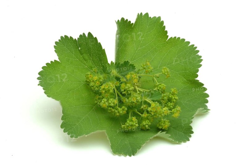 Medicinal plant lady's mantle