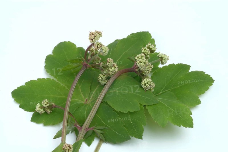 Sanicula