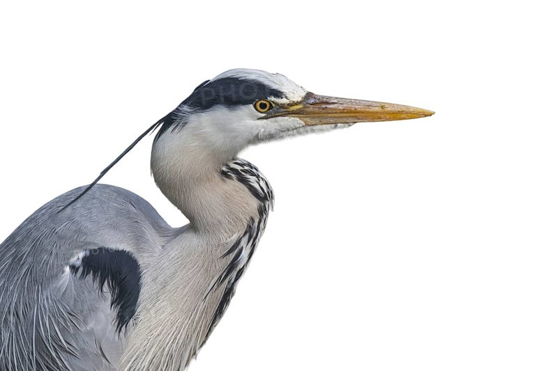 Grey heron