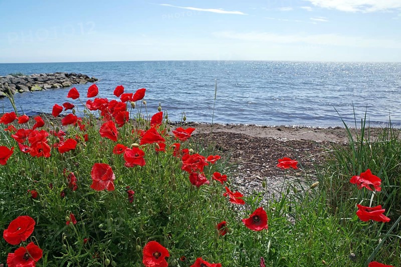 Poppies on the beach