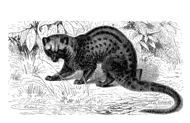 Malayan palm roller