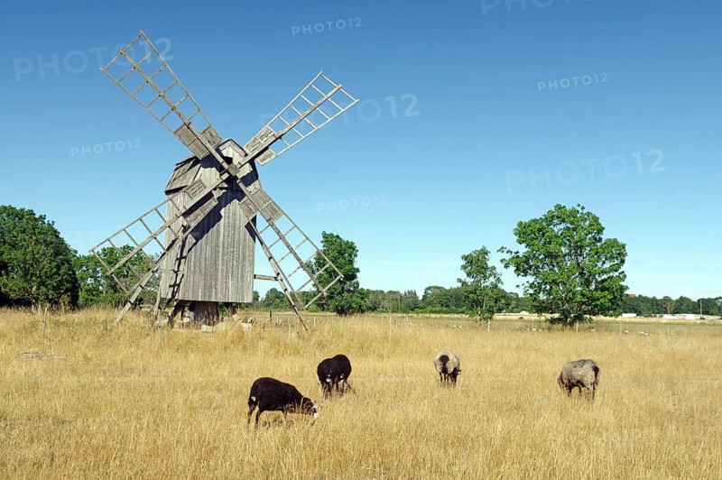 Bock windmill and sheep