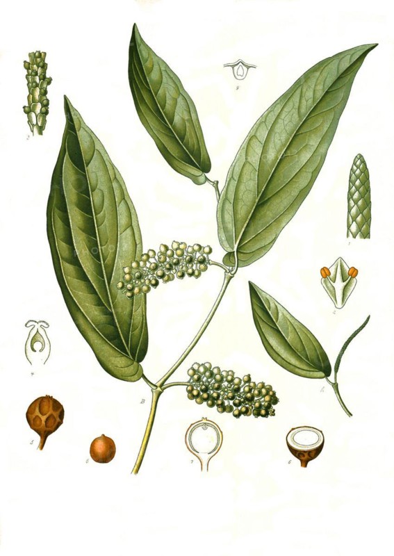 Medicinal plant