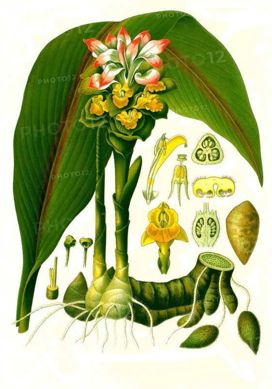 Medicinal plant
