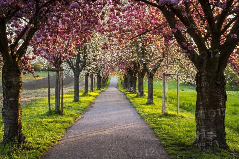 A beautiful alley with blooming pink and white cherry trees in spring