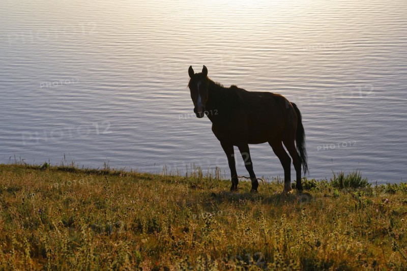 Horses grazing on the lakeshore of Song Kol Lake in early morning