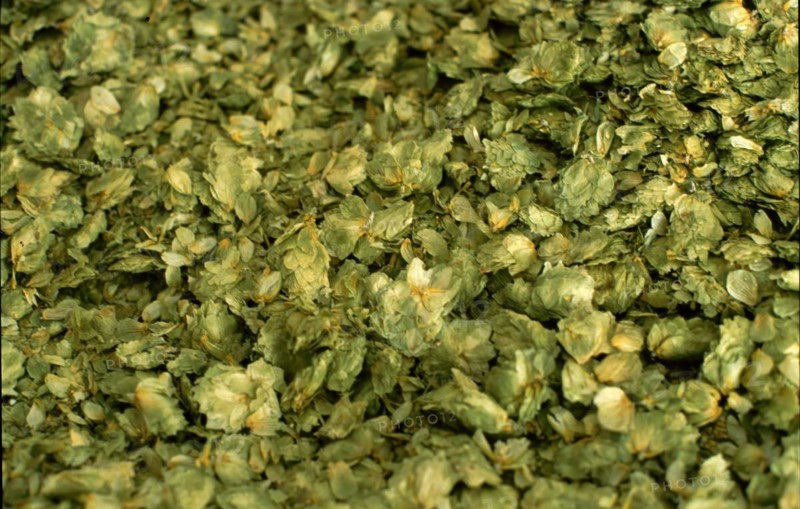 Dried brewers hops
