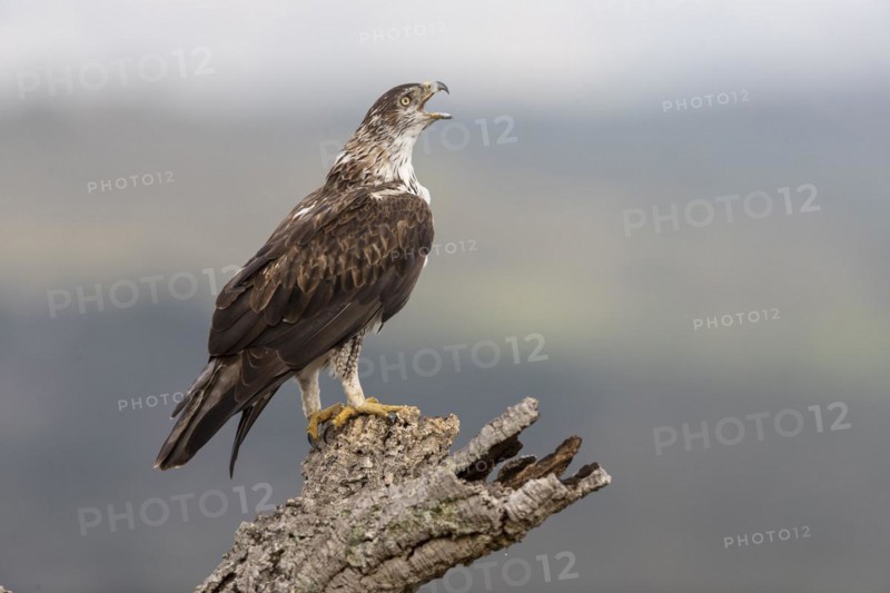 Bonellis eagle