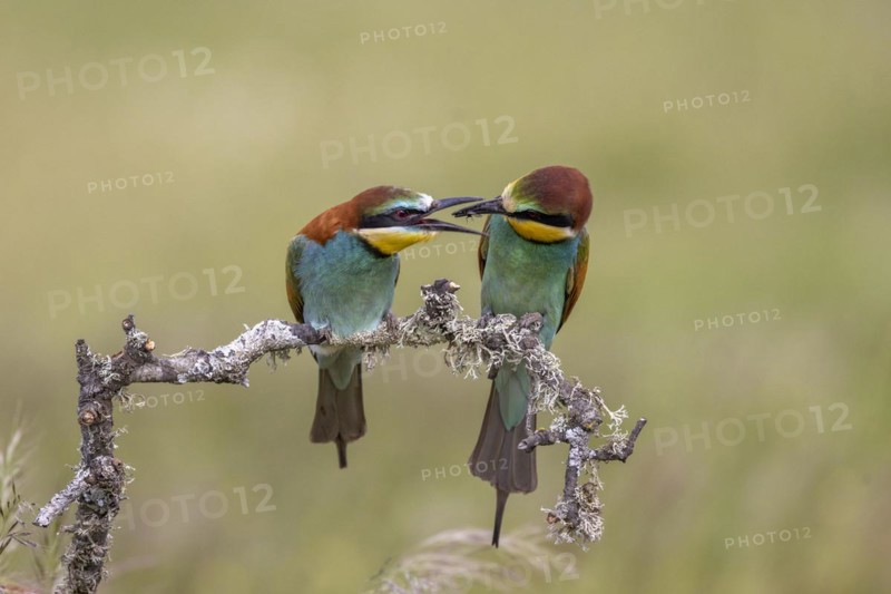 European bee-eater