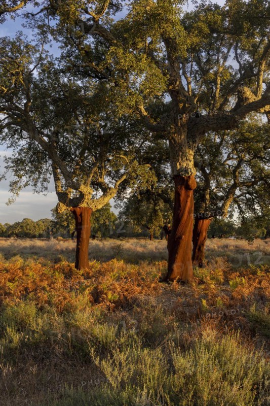 Cork oaks