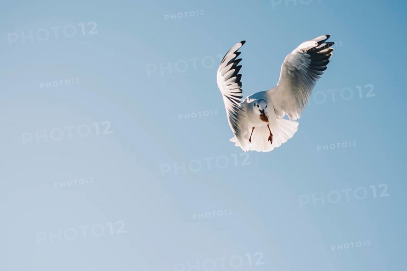 Pair of seagulls flying in blue a sky background