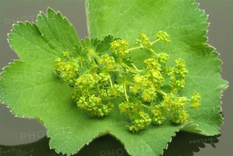 Medicinal plant lady's mantle
