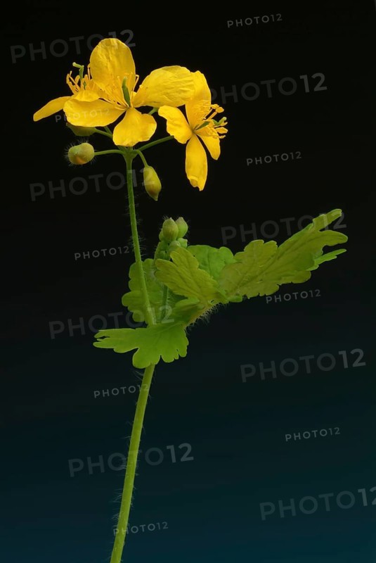 Medicinal plant greater celandine