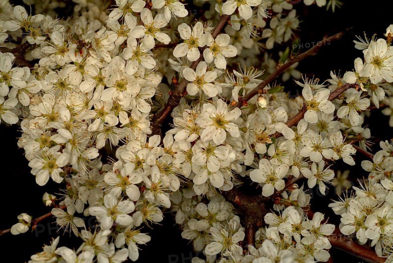 Medicinal plant Sloe