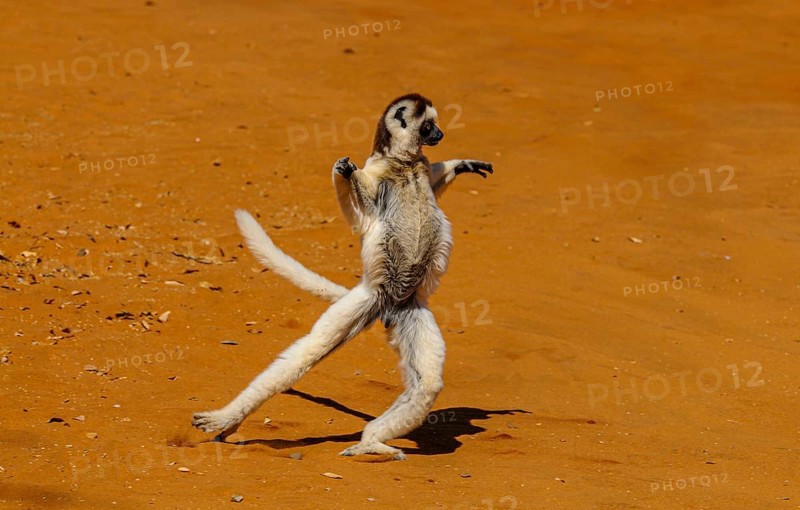 Leaping verreauxi lemur