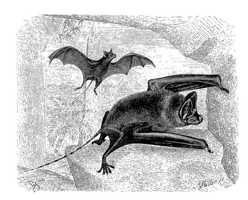 Greater mouse-tailed bat