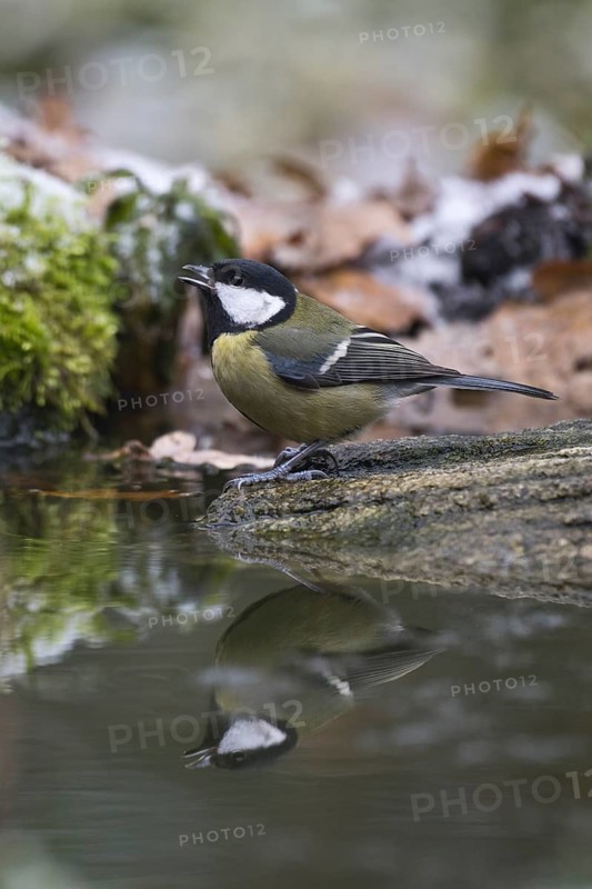 Great Tit