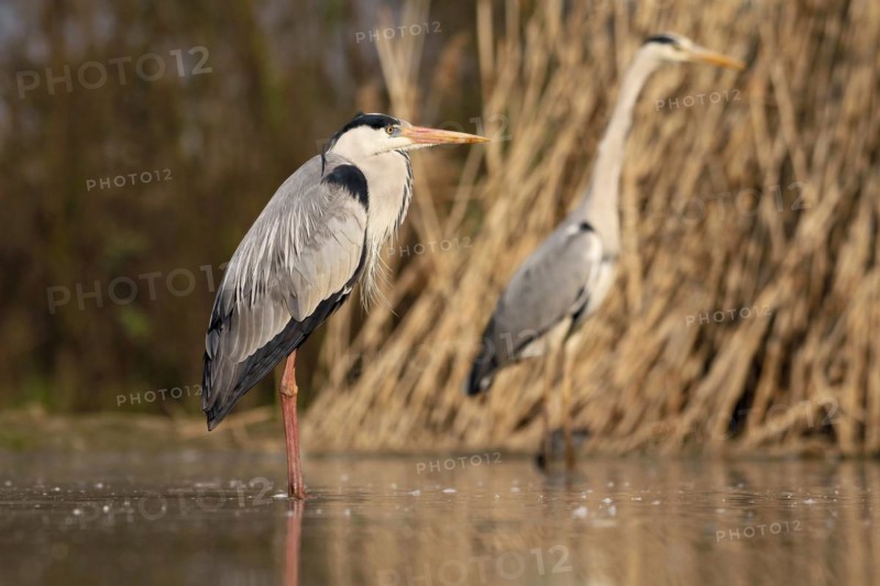 Grey heron