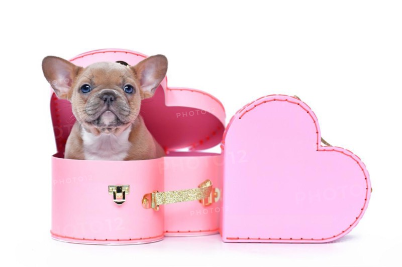 Cute French Bulldog dog puppy in Valentine's Day trunk box in shape of pink heart on white background