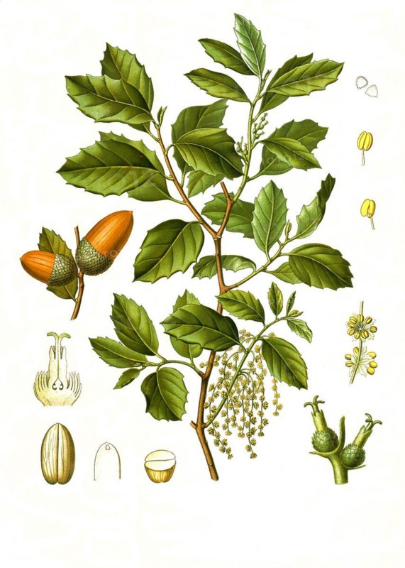 Medicinal plant