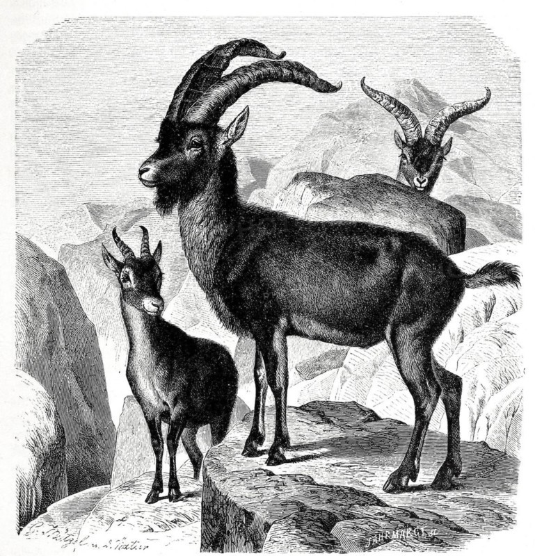 Spanish ibex