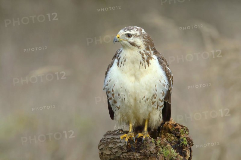 Common steppe buzzard