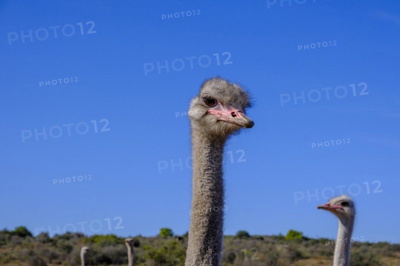 Bird Ostrich