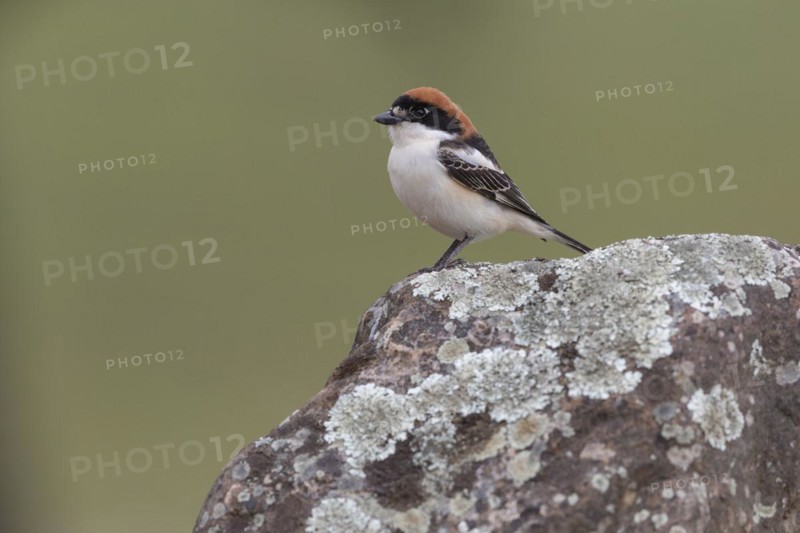 Woodchat Shrike