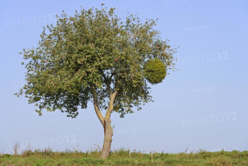 Apple tree