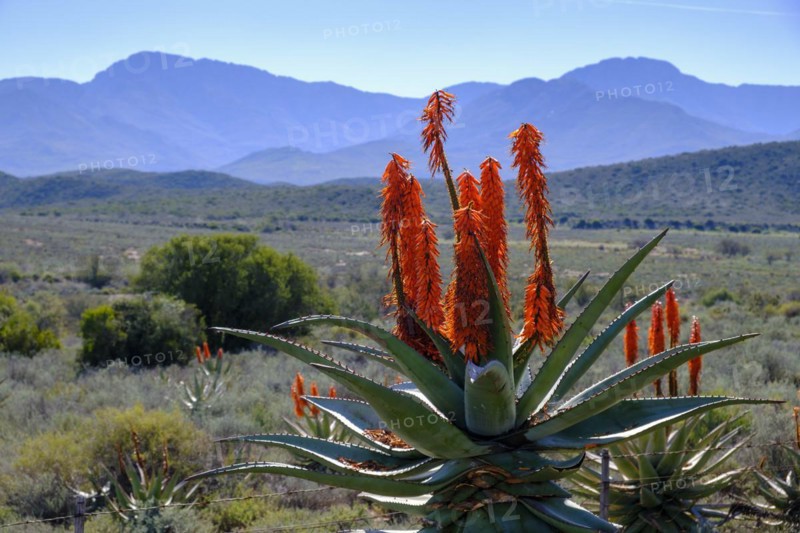 Cape aloe
