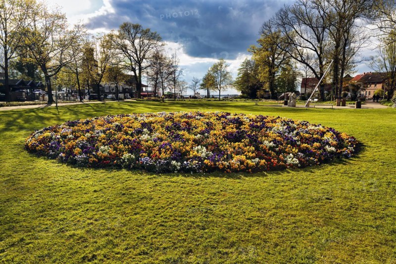 Flowerbed with colourful spring flower-bed