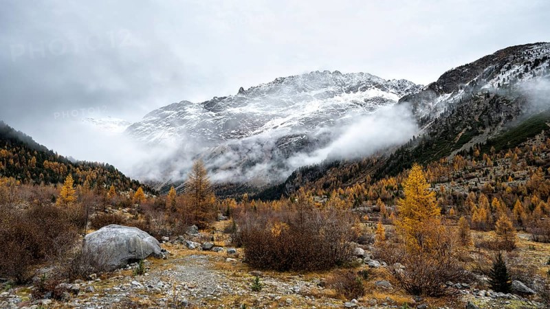 Autumn larch forest in Val Morteratsch