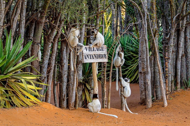 Leaping verreauxi lemur