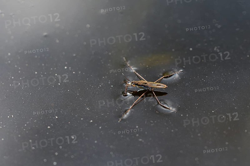 Common pond skater
