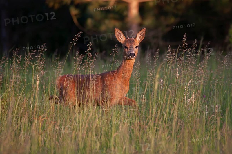 Roe deer
