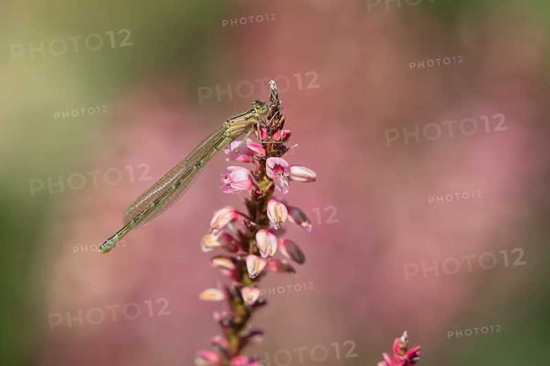 Common blue damselfly
