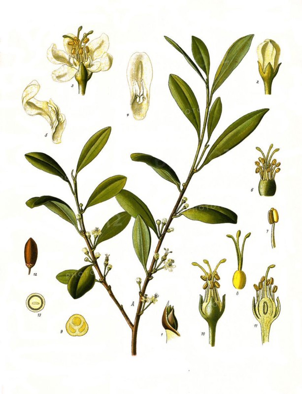 Medicinal plant