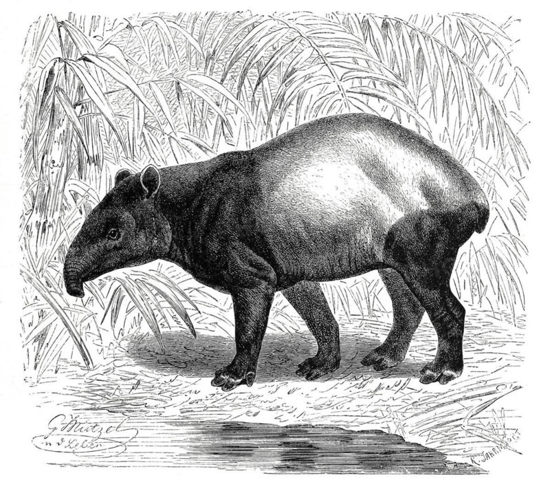 Malayan tapir