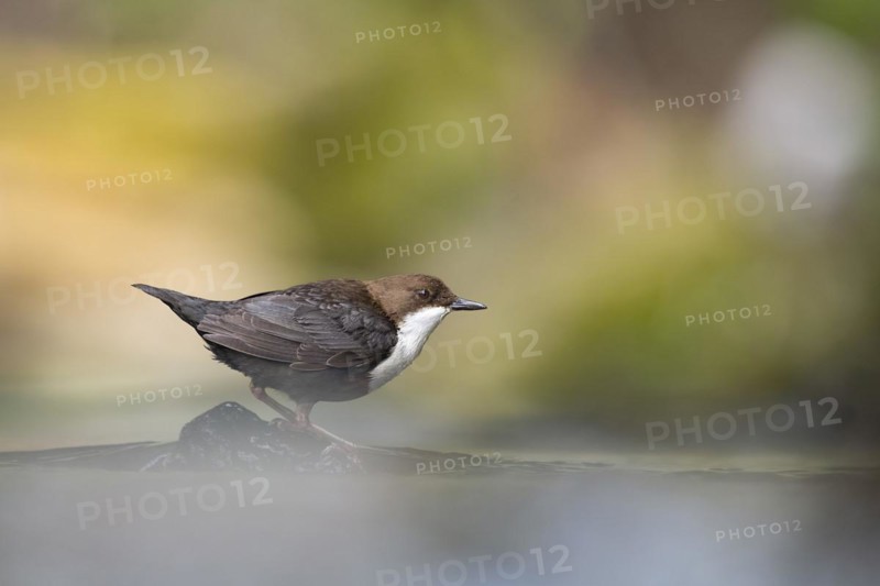 White-breasted dipper