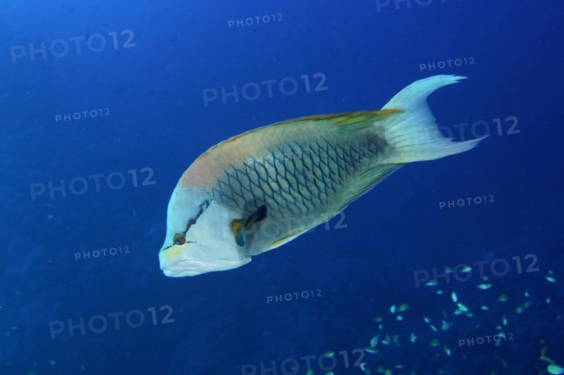 Sling-jaw wrasse
