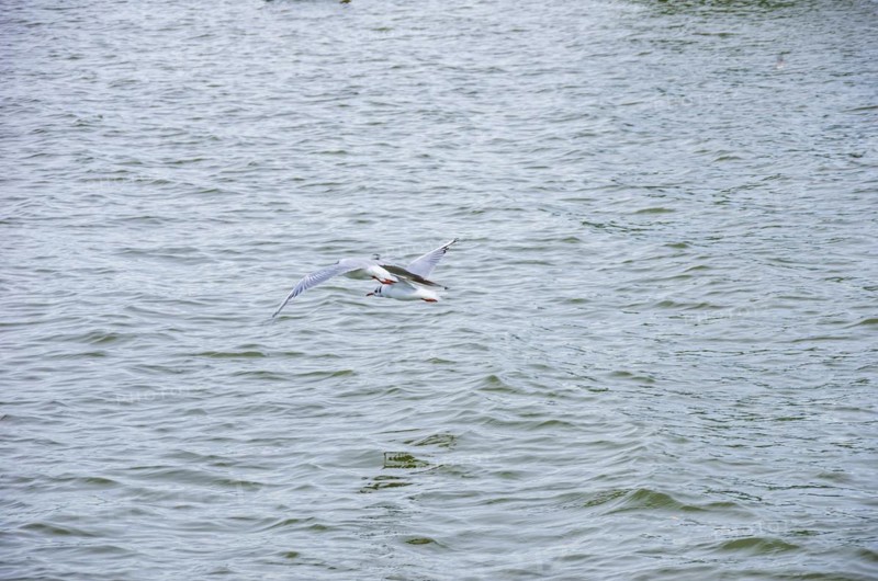 Seagulls flying close above the surface of the Zierker See lake in Neustrelitz