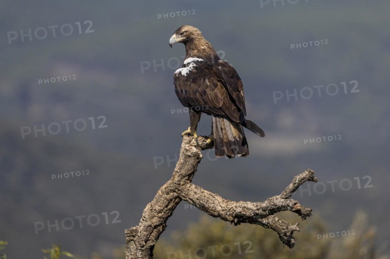 Spanish Imperial Eagle
