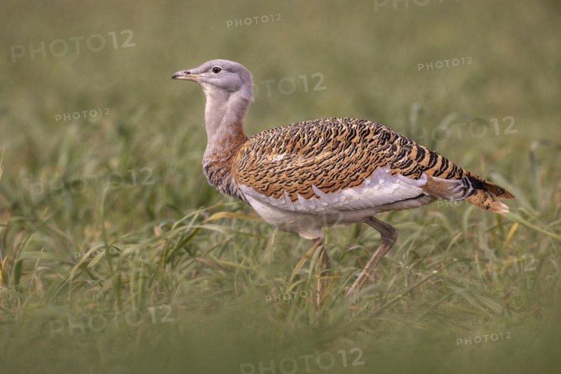 Great bustard