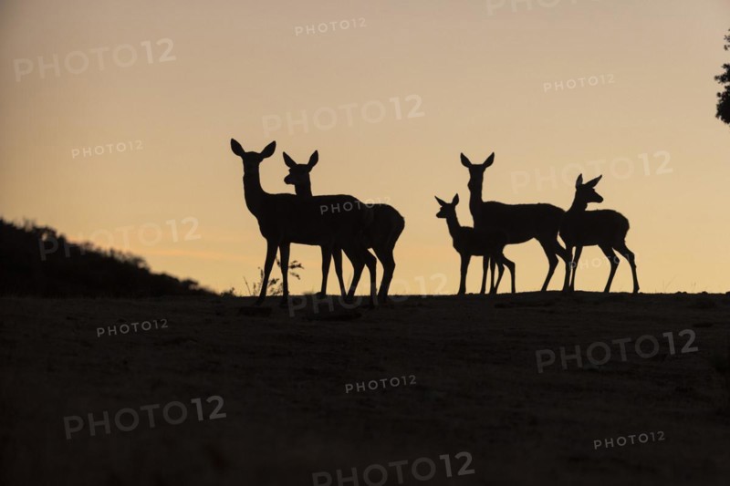 Red deer