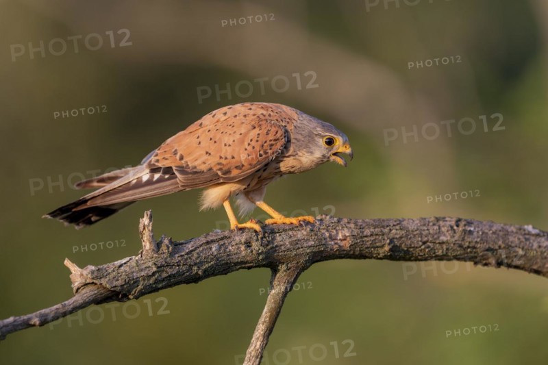 Common kestrel