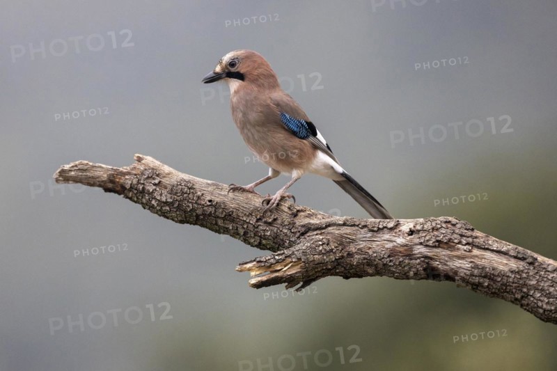 Eurasian jay