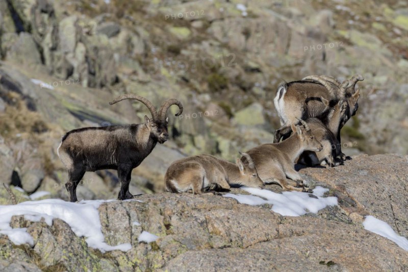 Berien ibex