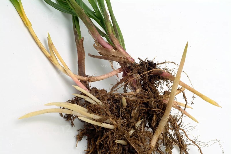 Medicinal plant couch grass